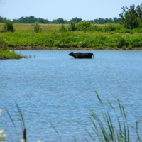 Водные процедуры