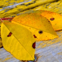 Желтый лист