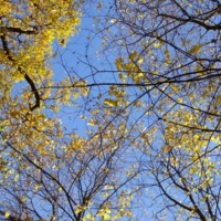 Желтые листья над головами