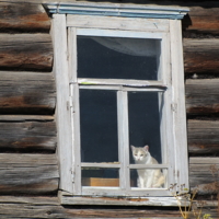 Деревнский котик