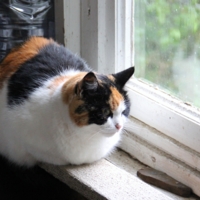 В старом доме