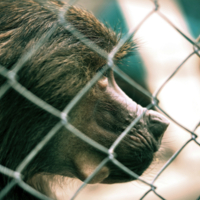 Тоска зелёная