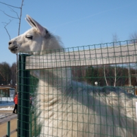 Выше решетки...