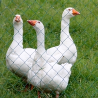 Змей Горыныч