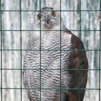 Птичку жалко!