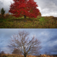 Рябина вызрела...