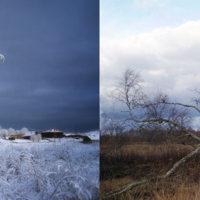 Про березу...