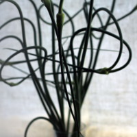 Чесночная каллиграфия