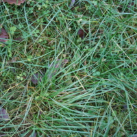 А в траве-мураве...