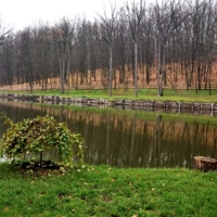 Жизнь от деревца до пня