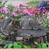 Кошкины посиделки.