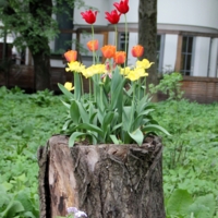 И даже пень в весенний день...