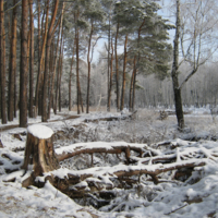 И даже пень в зимний день... 