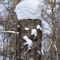 "Батька"