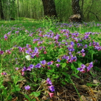 Пень, бабочка, цветочки