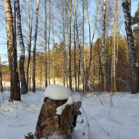 И даже пень,в погожий день...:-)