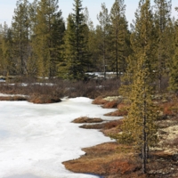 В весеннем лесу.