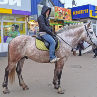   Этой лошадке нужна помощь...