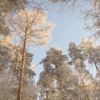 Морозно и солнечно