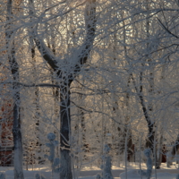 Солнце в ловушке