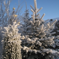 Художник - Мороз!