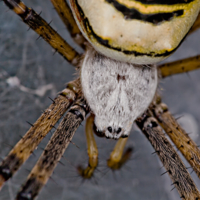 Argiope bruennichi