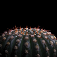 Колючая планета.