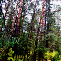 июльский лес