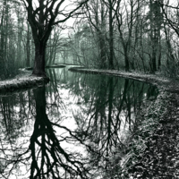 Чёрный лес.