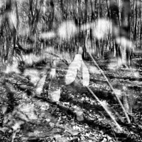 Подснежники лесные