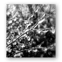 Мёрзнет лес