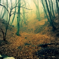 Где трепещут осины