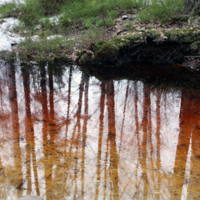 Весенний триколор