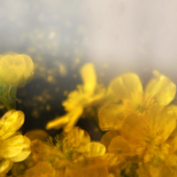 Крымская весна