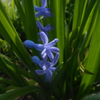 первые весенние синие цветы.