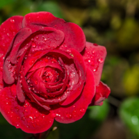 Роза после дождя 
