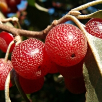 В крапинку...