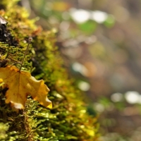 Солнечный осенний день