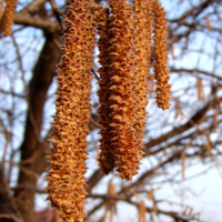 цветы орешника