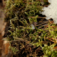 Из-под снега