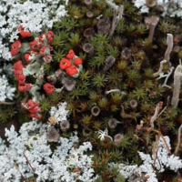 Весеннее пробуждение.