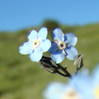 цвет-голубой