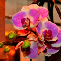 Орхидея ботаническая