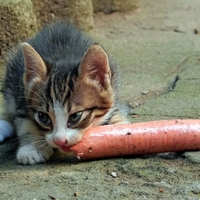 Вот счастье то привалило!