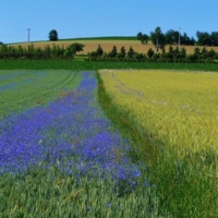 река в поле выросла....