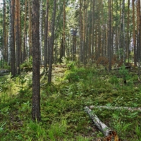 Живые и мертвые