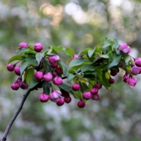 Цветенье Весны