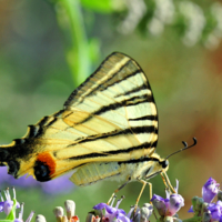 Madame Butterfly