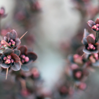Барбарисовое ожерелье