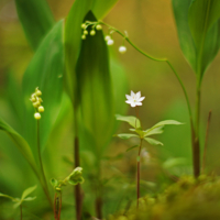 Блондинка и ландыши .